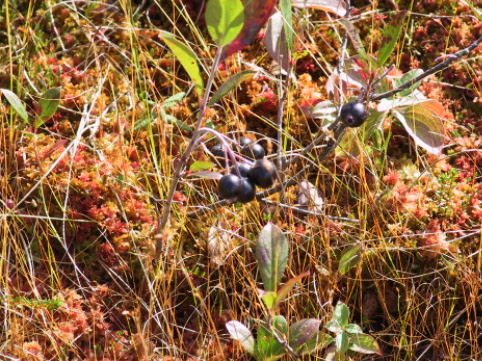 black berry along the trail