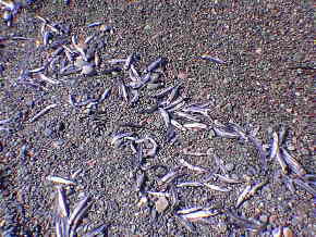 Capelin is food for cod and whales