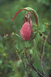 You may have to hike into the woods to find a lady's slipper.