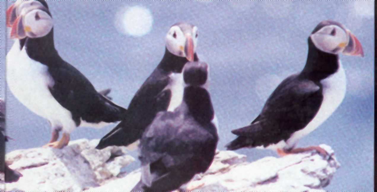 Colorful Puffins
