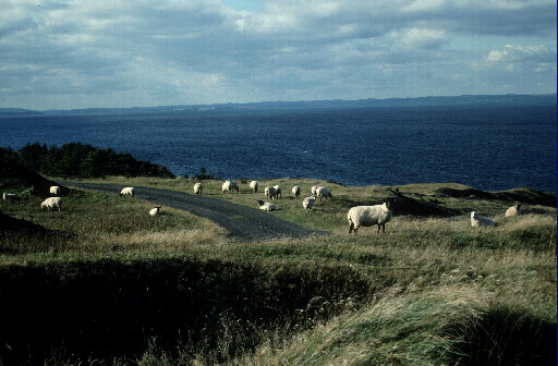 Bell Island Sheep