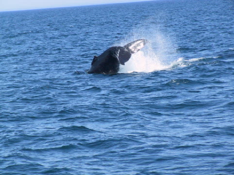 A calf imitates the mother whale
