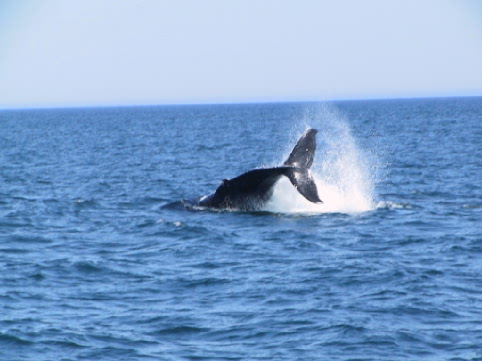 Humpback whale slapping its tail